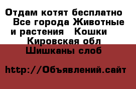 Отдам котят бесплатно  - Все города Животные и растения » Кошки   . Кировская обл.,Шишканы слоб.